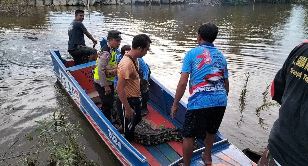 BKSDA Kirim Buaya yang Ditangkap Warga OKI ke Penangkaran Rawajitu Lampung