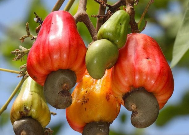 10 Manfaat Buah Jambu Mete untuk Kesehatan, Salah Satunya Bisa Cegah Anemia