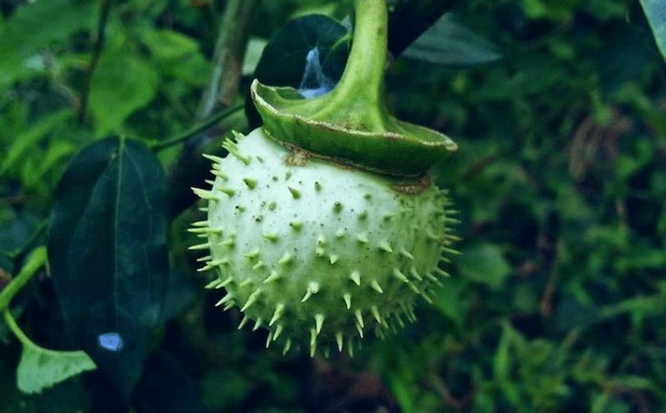 Wajib Diketahui! Ini Dampak Buah Kecubung Bagi Kesehatan, Bisa Sebabkan Halusinasi