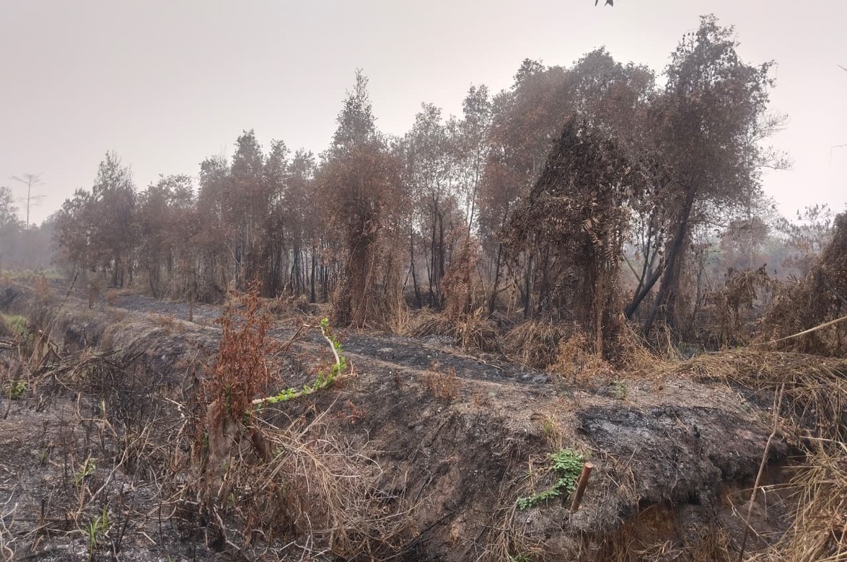 Hutan Sematang Borang Terbakar