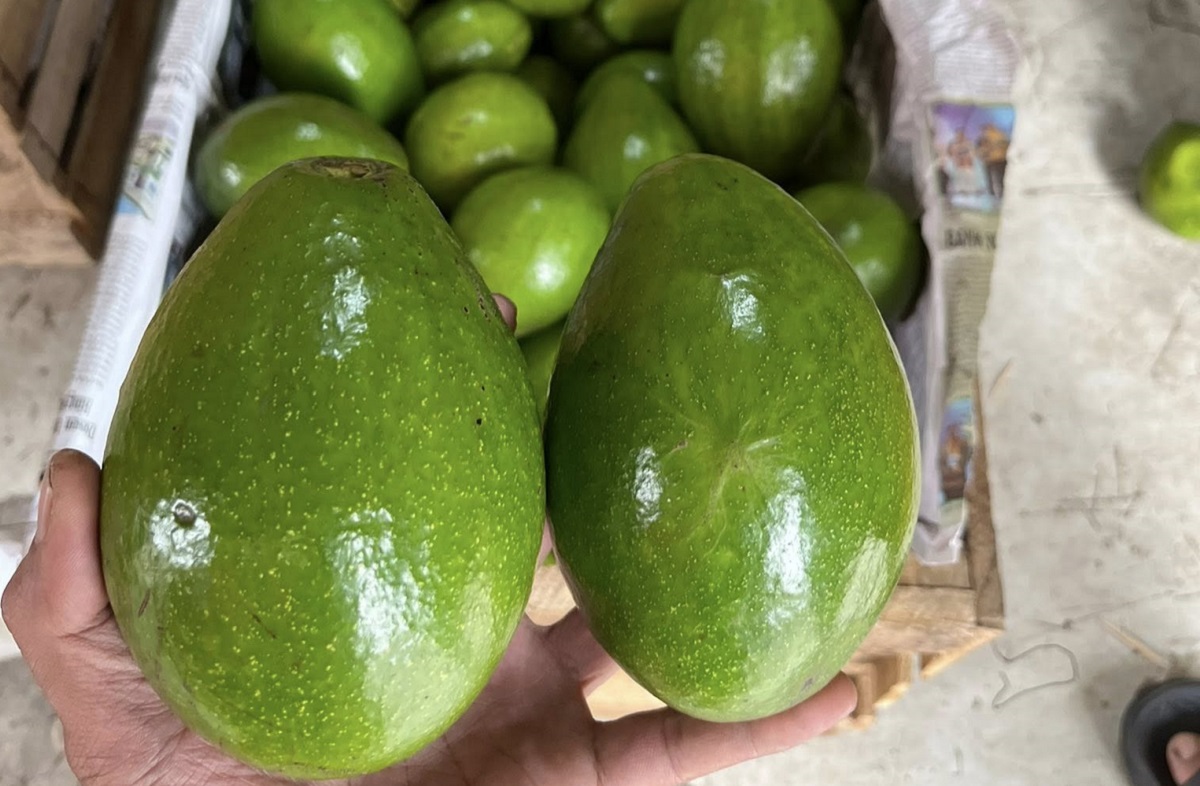 Manfaat Konsumsi Buah Alpukat Saat Sahur, Dijamin Perut Kenyang hingga Magrib