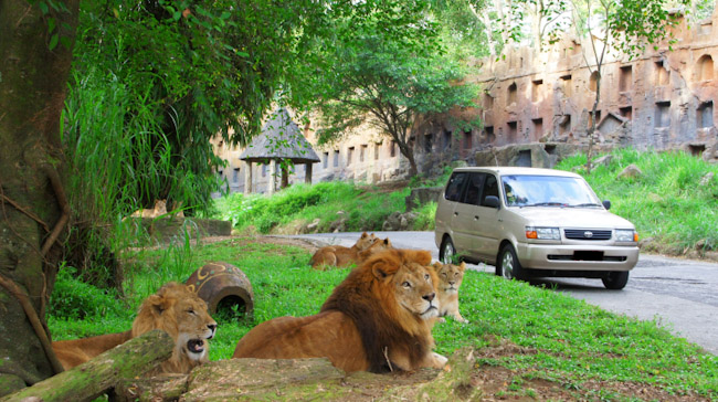 September Ceria, Promo Serbu Safari di Taman Safari Bogor, Buruan Catat Tanggalnya!