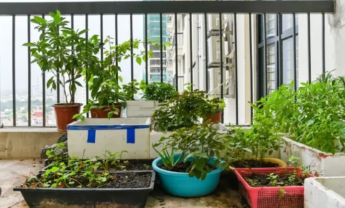 Berkebun di Rumah Perkotaan: Gaya Hidup Hijau di Tengah Hiruk Pikuk Kota yang Semakin Populer