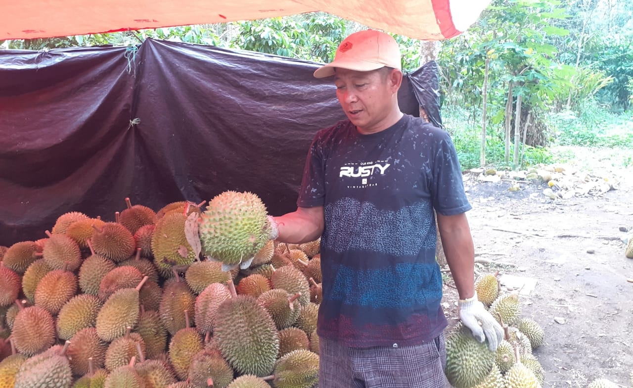Puncak Musim Durian di Lubuklinggau Diperkiralan Awal Agustus
