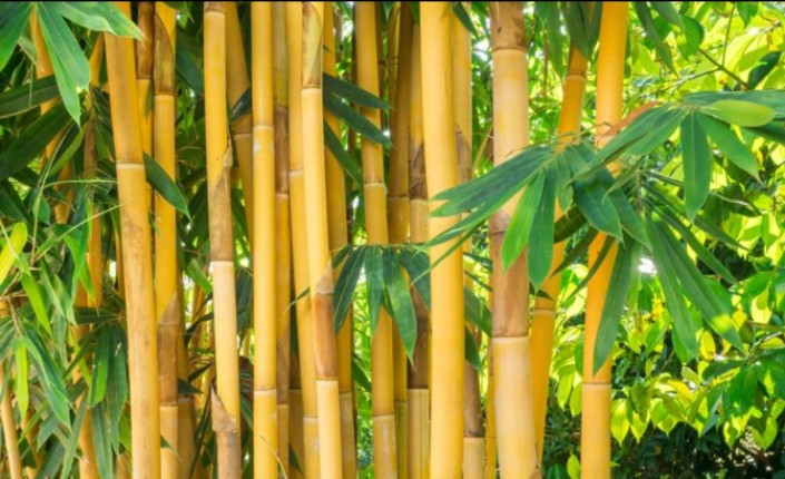 Daun dan Rebung Bambu Kuning Dipercaya Berkhasiat untuk Penyakit Kuning, Begini Cara Mengolahnya