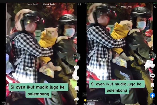 Heboh, Kucing Jaket Kuning Mudik ke Palembang Bikin Gemes Pengendara, Ditanya Si Oyen Ikut Mudik Kemana? 