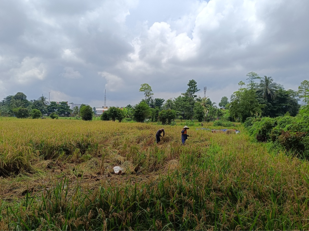Sawah Lebak Kayuagung Mulai Panen, Hasilkan 400 Kaleng Padi