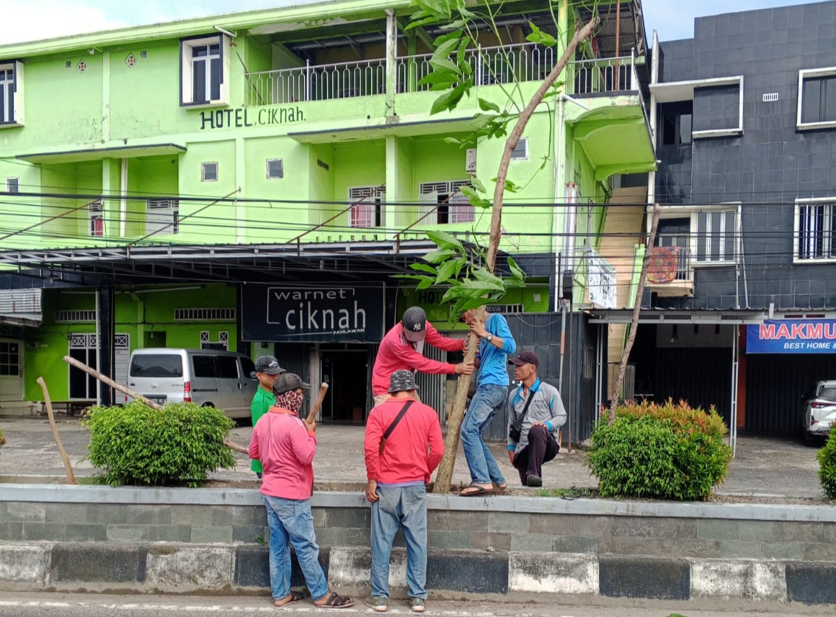 Percantik Kota Kayuagung, Taman Double Road Ditanam Pohon Tabebuya