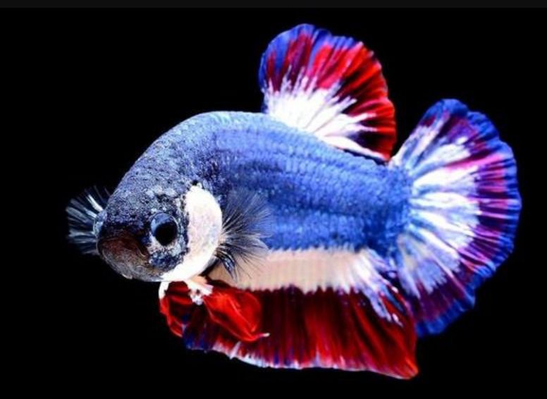 Woww! Ini  7 Jenis Ikan Cupang Termahal Didunia, Nomor 5 Sangat Fantastis