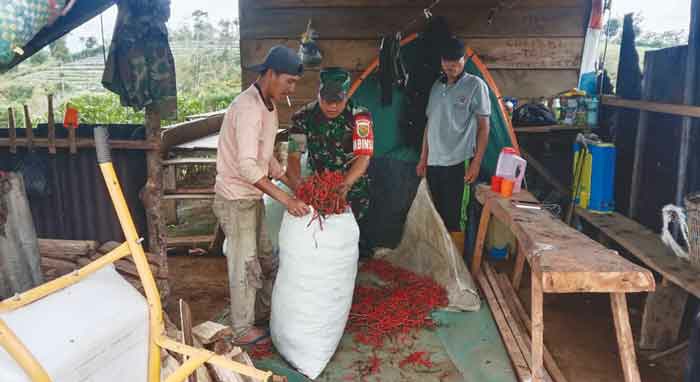 Anggota Koramil Bantu Tingkatkan Panen Cabai Petani Semendo