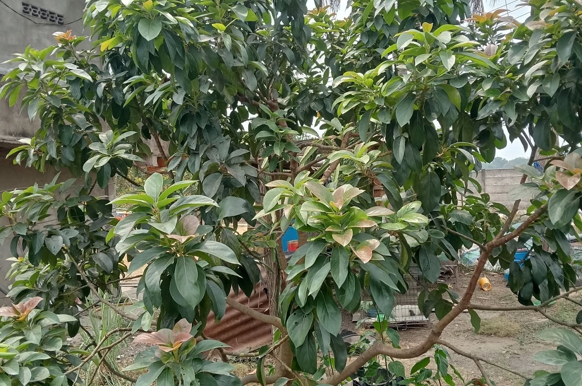 Cara Memangkas (Purning) Pohon Alpukat: Teknik dan Tips Agar Berbuah Lebat