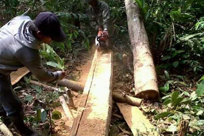 Taman Nasional Kerinci Seblat 60 Persen Sudah Beralih Fungsi, TNKS Jadi Sasaran Empuk Pelaku Illegal Logging