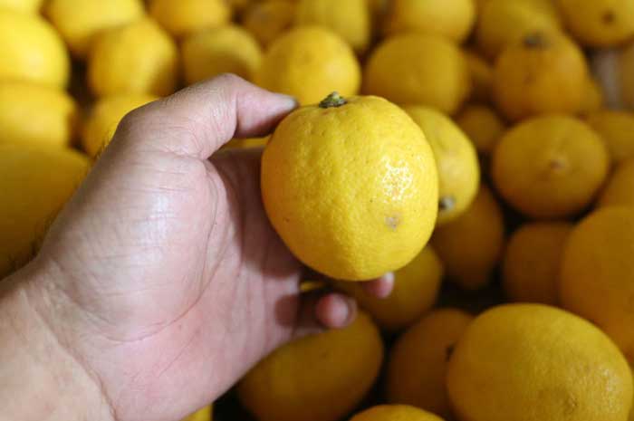 Ini Manfaat Mengonsumsi Lemon, Mencegah Kondisi Anemia