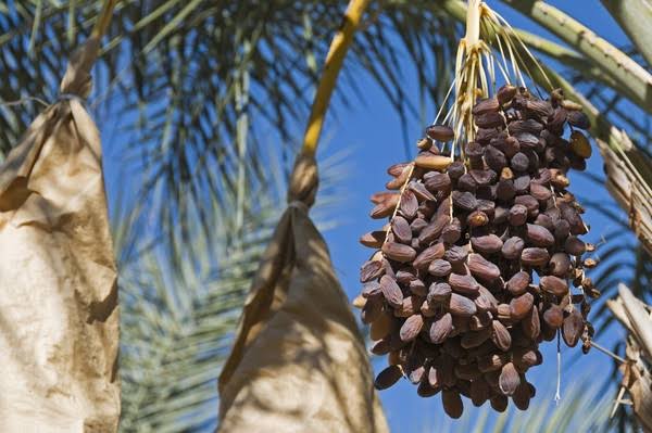 Tak Hanya Timur Tengah, Ternyata 5 Daerah di Indonesia Ini Jadi Penghasil Buah Kurma, Dimana Saja?