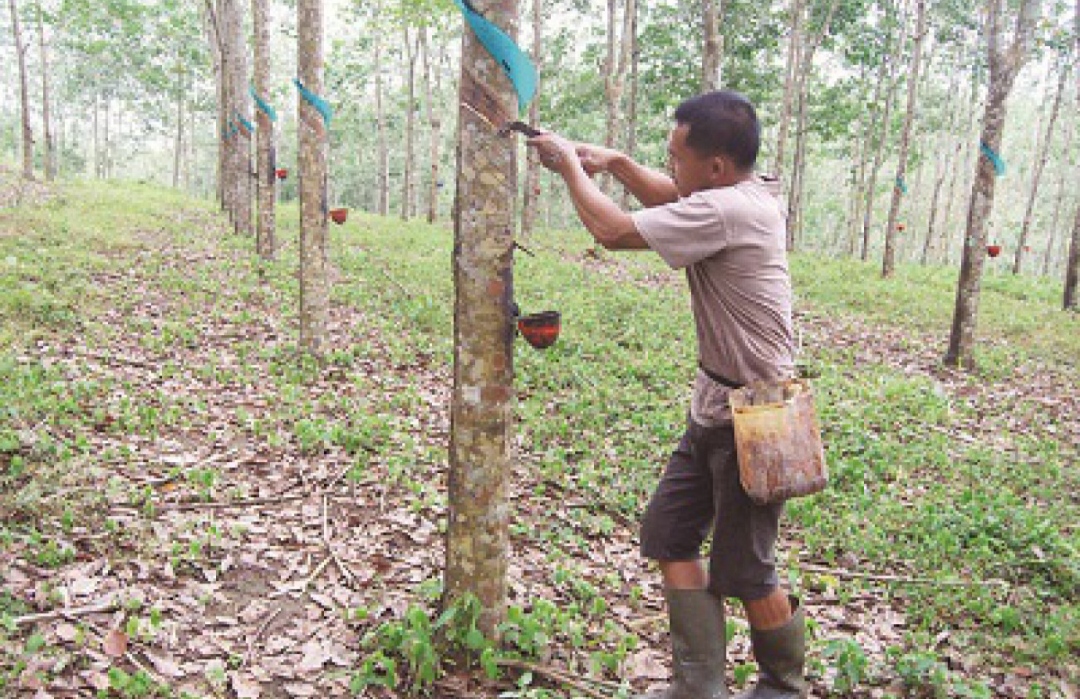 Harga Karet Tembus Rp33.186/Kg, Petani OKI Sumringah