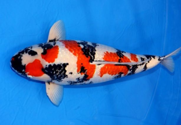 Luar Biasa! Ini 5 Jenis Ikan Koi Termahal Didunia, Nomor 1 Sangat Fantastis