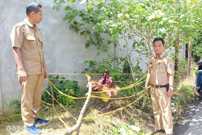 Warga Palembang Temukan Bunga Bangkai Tumbuh Liar di Jalan Padang Selasa, Warga Boleh Lihat Dilarang Merusak 
