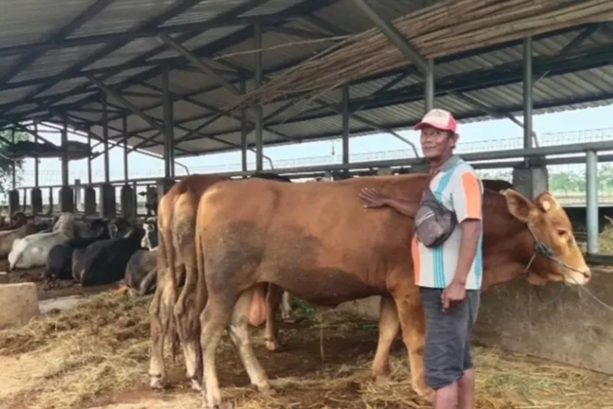 Harga Sapi dan Kambing Kurban 2026 Merangkak Naik Menjelang Iduladha