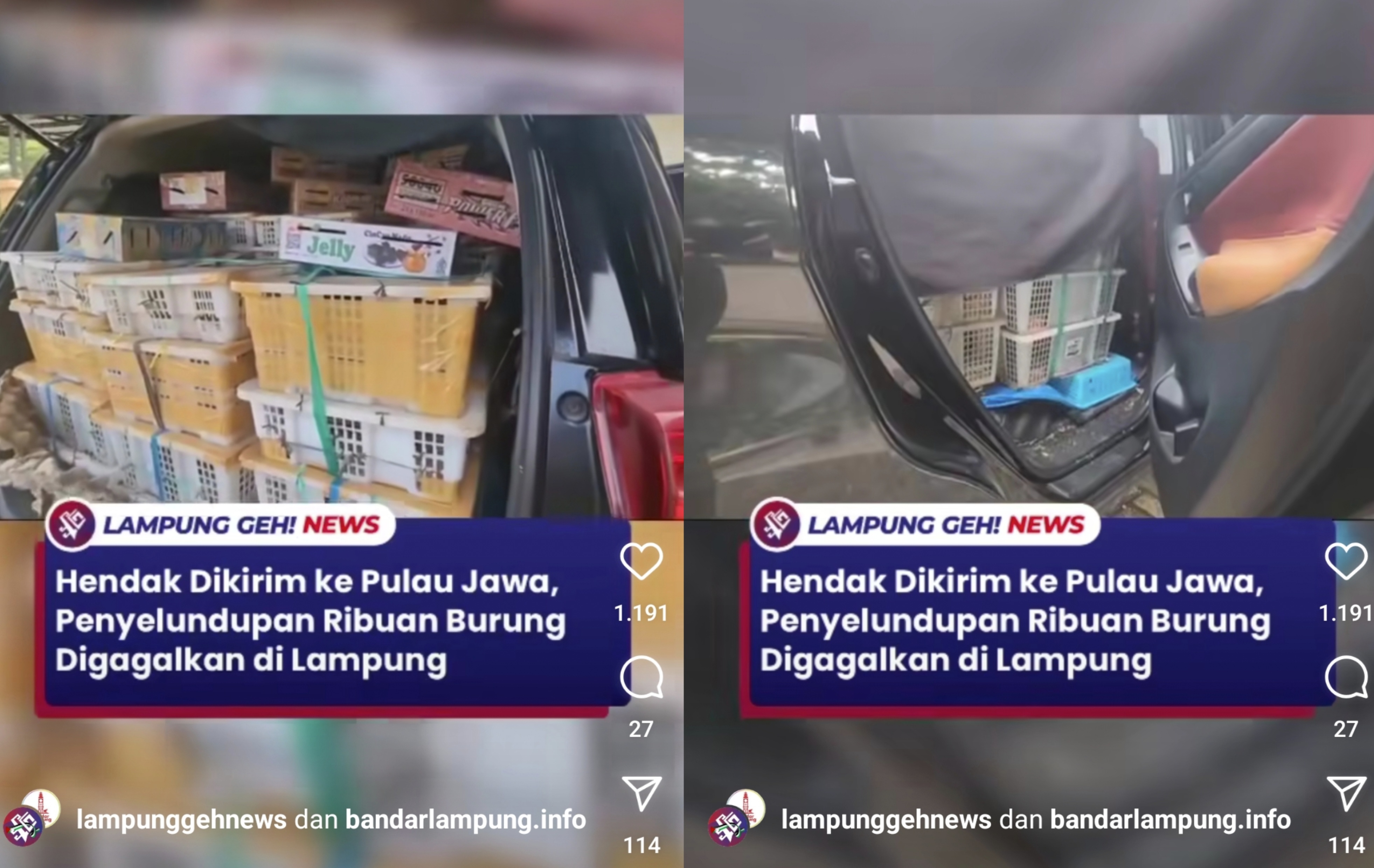 Detik-Detik Petugas Pelabuhan Bakauheni Lampung Gagalkan Ribuan Burung Hendak 