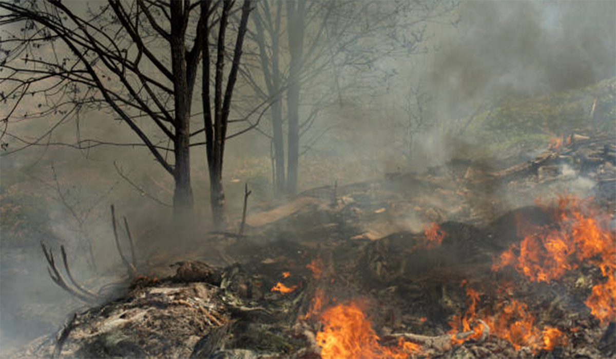 Awas! Pelaku Pembakar Hutan dan Lahan Tidak Bisa Restorative Justice 