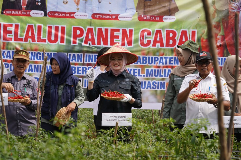 Panen Perdana Kelompok Petani Cabai Banyuasin, Wabup Netta Indian Dukung Program Ketahanan Pangan