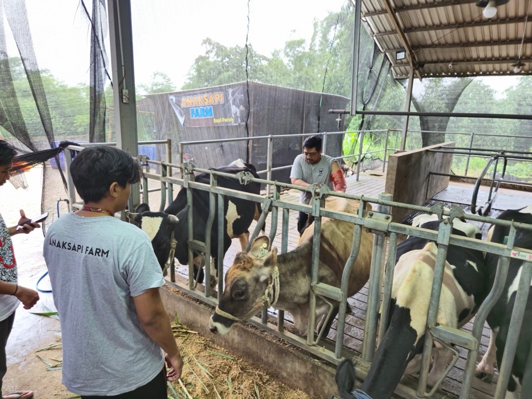 BRI Peduli Tingkatkan Kapasitas Peternak Sapi Perah di Malang Lewat Program Klaster Unggulan