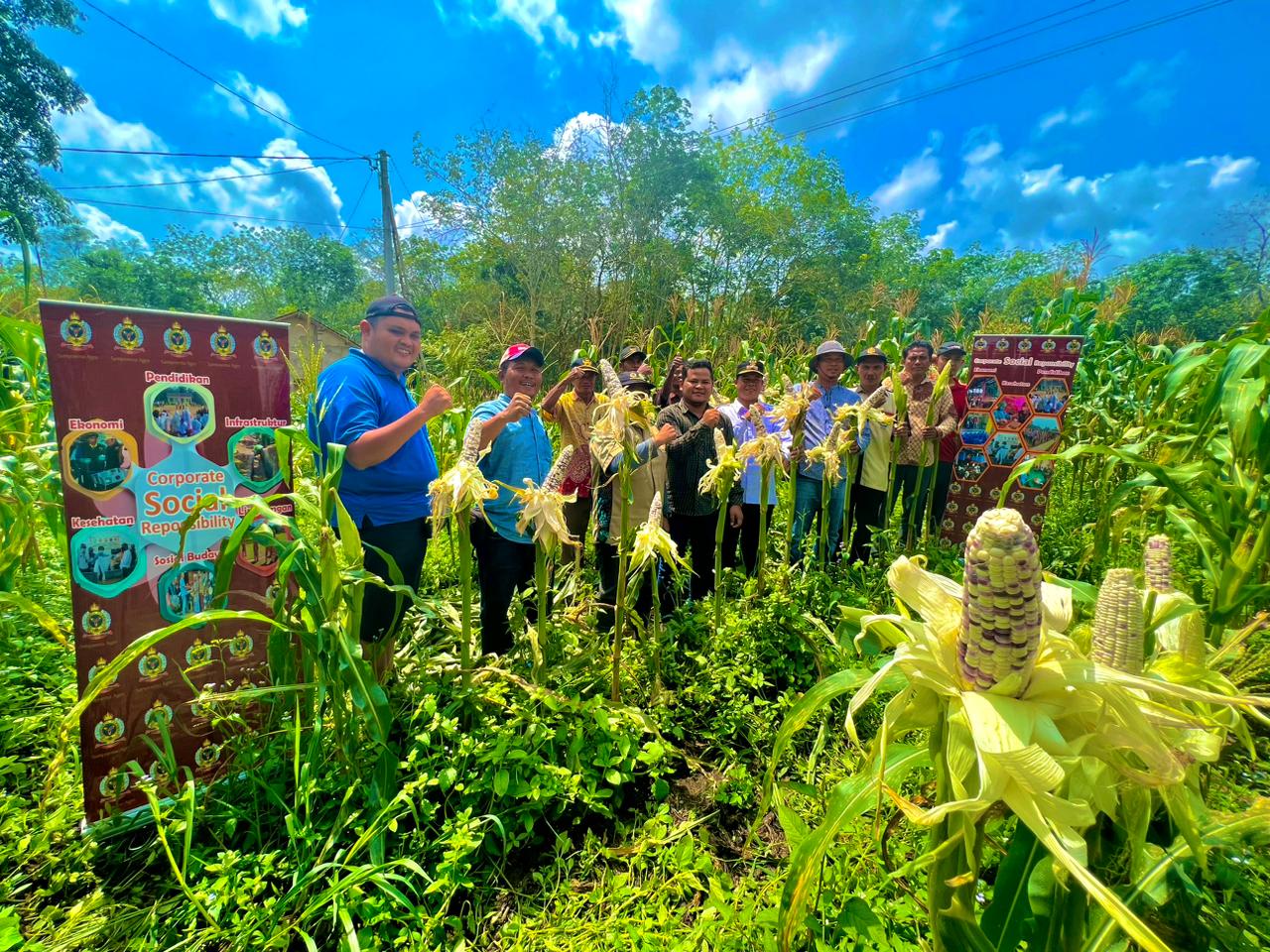 Kelompok Tani Desa Balian Panen Jagung Program CSR PT Sampoerna Agro Tbk