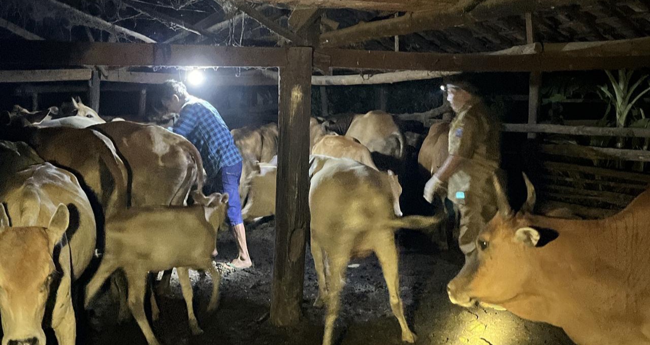 Alhamdulillah, Wabah Penyakit Ngorok Sebabkan Ratusan Kerbau Mati di OKI Mengalami Penurunan