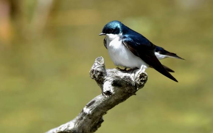 Jangan Salah! Ini Beda Burung Walet dengan Seriti