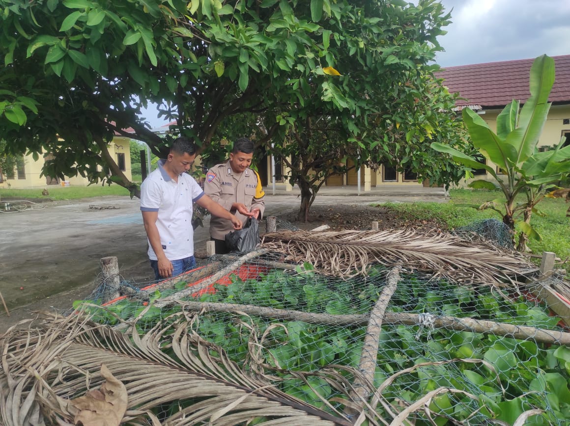 Polsek Rantau Alai Ogan Ilir Tebar 2.000 Bibit Ikan Patin di Kolam Budidaya, Dukung Ketahanan Pangan Nasional