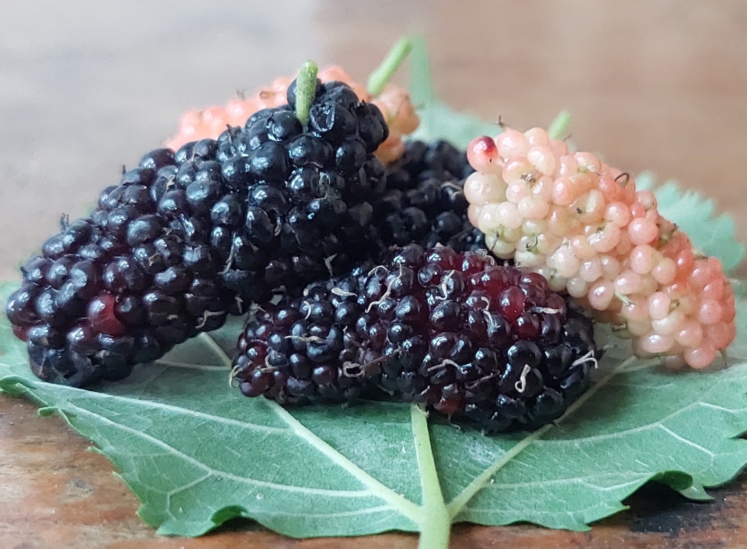 Jarang Dikonsumsi, Ini 8 Manfaat Buah Mulberry untuk Kesehatan, dari Gula Darah hingga Jantung
