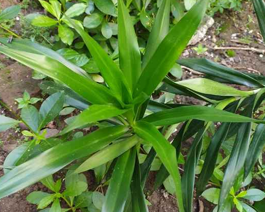 Bikin Kolestrol Keok, Ini 5 Manfaat Daun Suji Bagi Kesehatan Tubuh