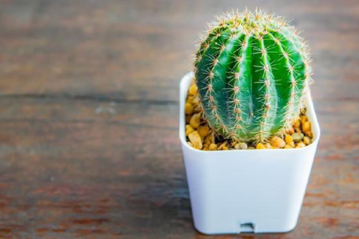 5 Tanaman Hias Tahan Kemarau, Tetap Segar Meski Jarang Disiram