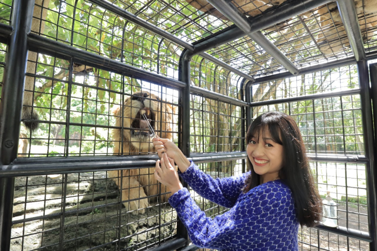 Sensasi Feeding Lion di Taman Safari Bogor: Hanya Rp250 Ribu dan Ini Jadwalnya!