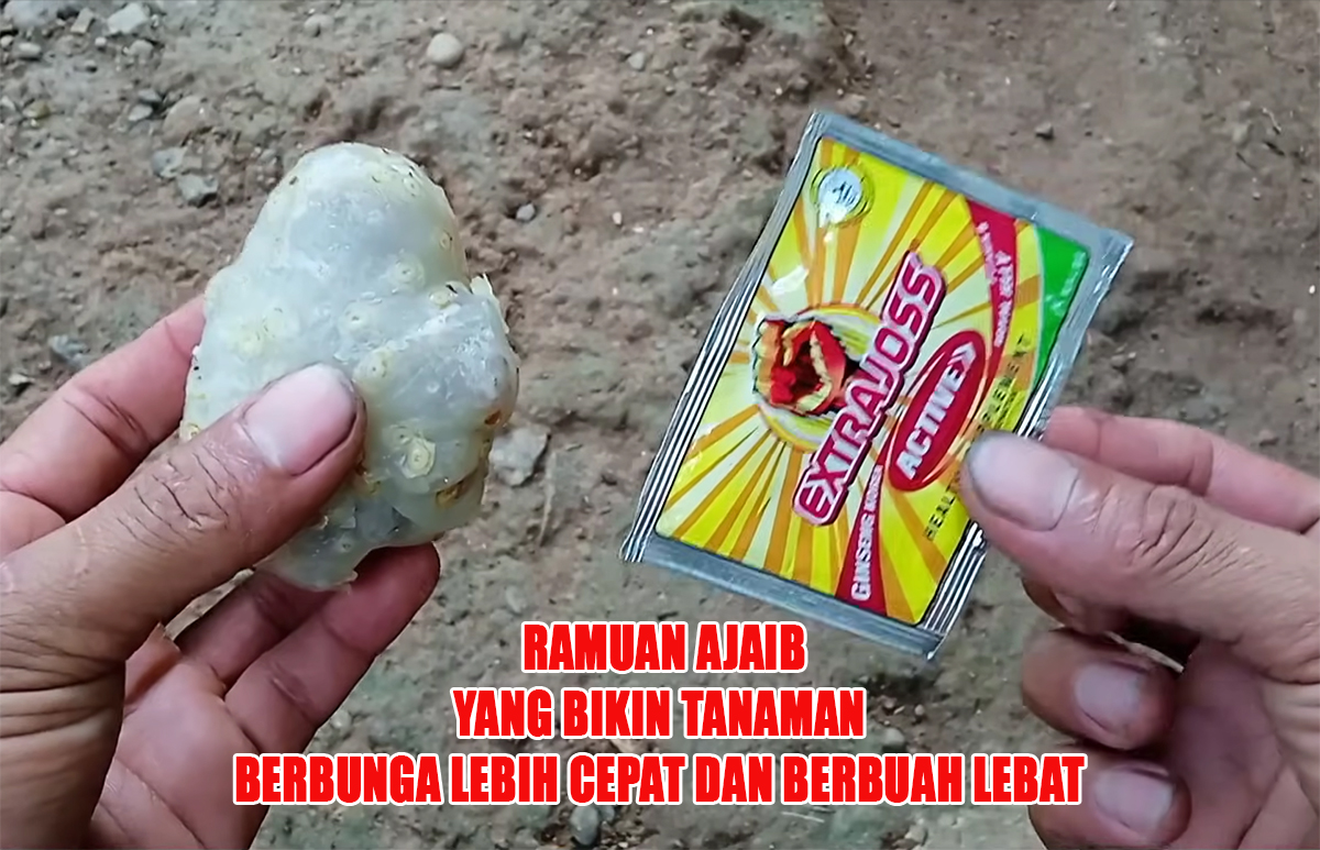 Ramuan Ajaib untuk Tanaman, Cukup dengan Bahan Sederhana Ini Tanaman Cepat Berbunga dan Berbuah Lebat 