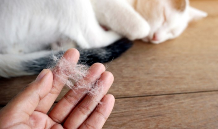 8 Tips Merawat Kucing Ras agar Bulu Tidak Rontok Parah Saat Musim Kemarau