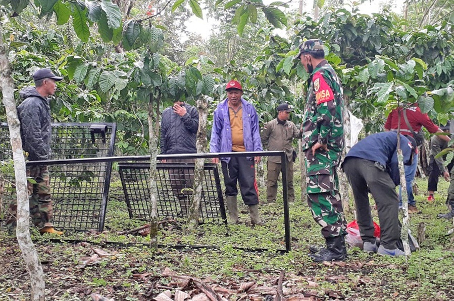 Teror Beruang Madu Berlanjut ke Dusun Bumi Agung, Box Trap Dipindah
