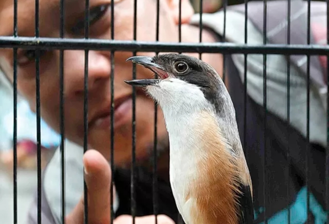 Bongkar Rahasia Menjinakkan Burung Cendet yang Terkenal Agresif? Simak Caranya Disini