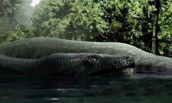 Ngeri! Ular Bersisik Sebesar Piring, Gajah Kerdil, Hingga Suku Pemburu Kepala Manusia ada di Hutan Kalimantan