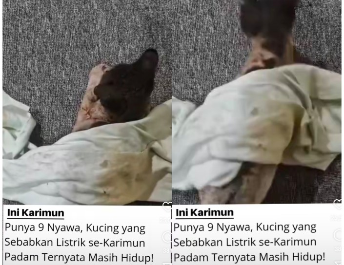 Kucing Penyebab Listrik Padam Total di Karimun Ternyata Masih Hidup, Mitos 9 Nyawa Nyata?