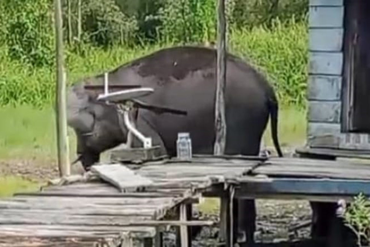 Kawanan Gajah Liar Masuk Pemukiman Warga Desa Simpang Tiga Sakti Kabupaten OKI