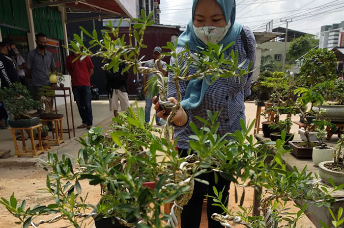 Wajib Tahu, 6 Tanaman Pembawa Rezeki Menurut Feng Shui