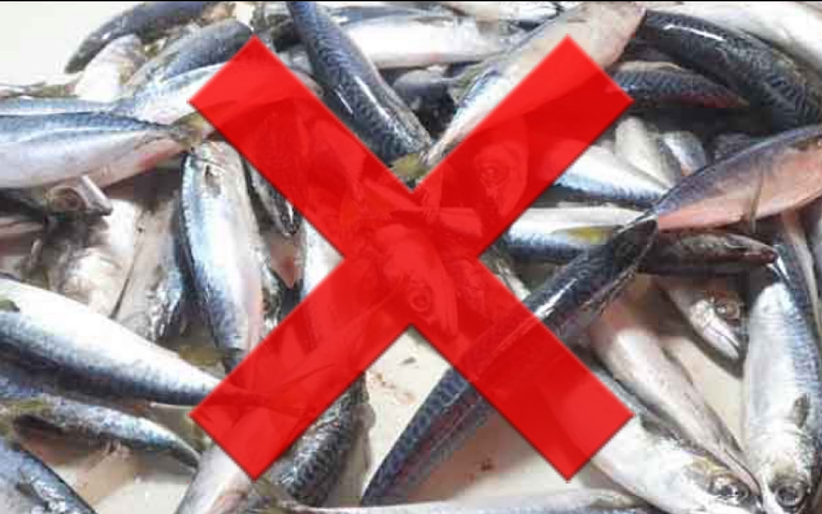 Penjualan Ikan Salem Dilarang di Sumsel, Hanya Boleh untuk Industri Pemindangan Ikan dan Umpan Pancing Tuna 