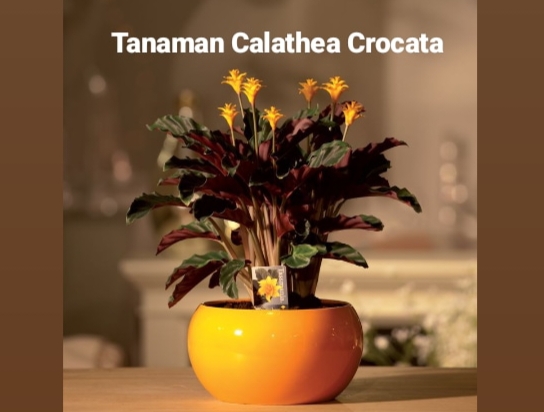 Calathea Crocata: Tanaman Hias dengan Bunga Berwarna Api Abadi, Mempercantik Ruangan! 