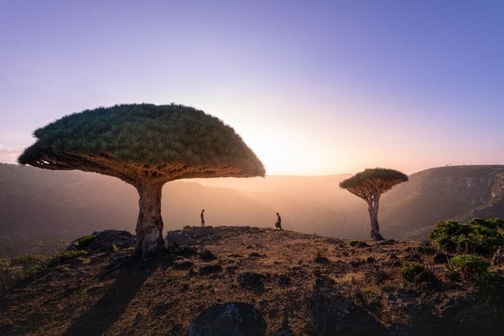 Flora dan Fauna di Pulau Socotra, Salah Satu Pulau Paling Terisolasi di Bumi