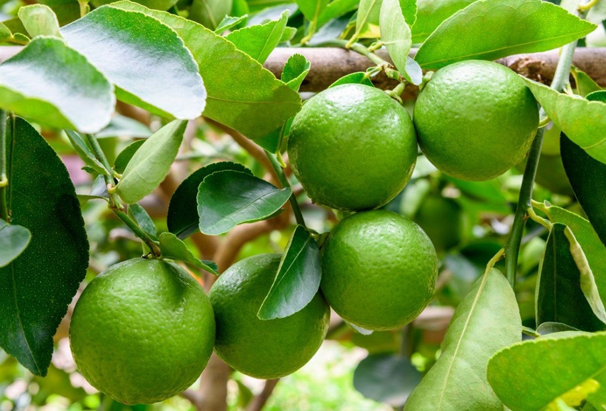 Cara Menanam Jeruk Nipis dan Lemon di Pot, 6 Bulan Sudah Berbuah Lebat