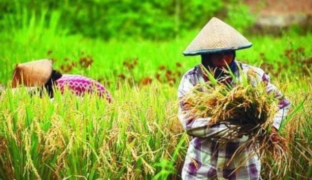 4 Kabupaten dan Kota di Sumatera Selatan Masuk Kategori IKP Sangat Tahan