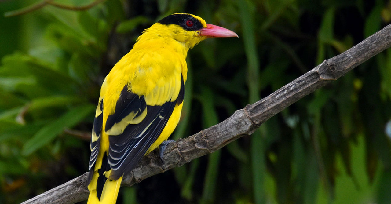 Ingin Momongan Berkulit Kuning Langsat, Pelihara Burung Kepodang