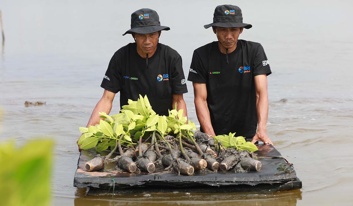 Upaya Nyata Menyelamatkan Lahan Kritis Akibat Abrasi, BRI Salurkan Ribuan Bibit Mangrove Kelompok Tani