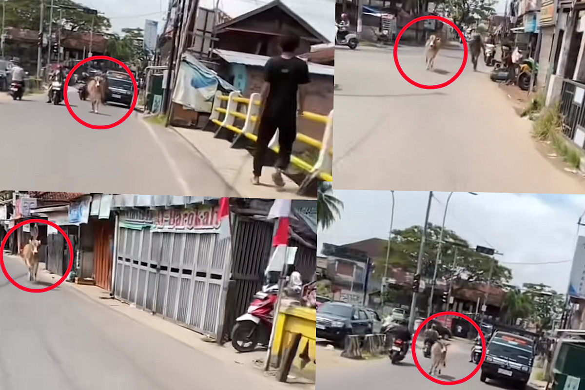HEBOH, Sapi Kurban di Palembang Lepas Lagi, Seruduk Warga Menuju Jembatan Musi IV Palembang